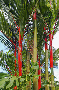 Bob Phillips - Red Bamboo Bob Phillips - Red Bamboo