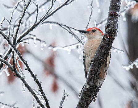 Lara Ellis - Red Bellied Woodpecker In Winter Lara Ellis - Red Bellied Woodpecker In Winter