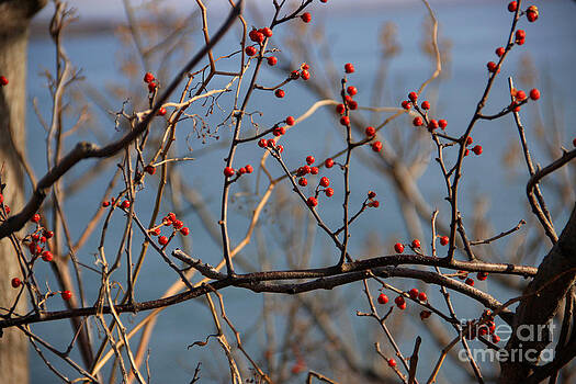 Michael Mooney - Red Berries Michael Mooney - Red Berries