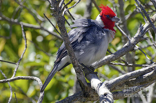 Bob Phillips - Red Crested Cardinal Bob Phillips - Red Crested Cardinal