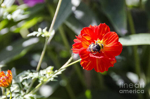 Pravine Chester - Red Flower and the Bee Pravine Chester - Red Flower and the Bee