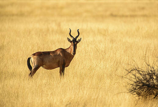 Paul W Sharpe Aka Wizard of Wonders - Red Hartebeest Stands Alone Paul W Sharpe Aka Wizard of Wonders - Red Hartebeest Stands Alone
