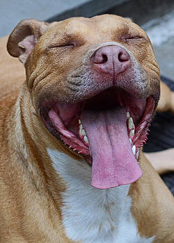 Lisa Phillips - Red Nose Pit Bull Terrier Lisa Phillips - Red Nose Pit Bull Terrier