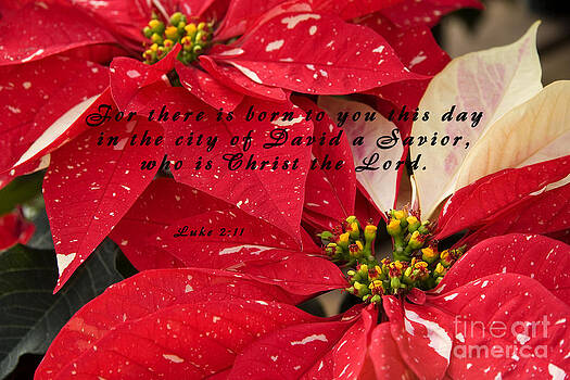 Jill Lang - Red Poinsettias with Scripture Jill Lang - Red Poinsettias with Scripture