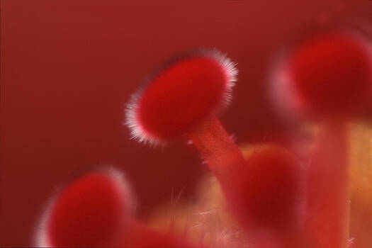 Harold E McCray - Red Stamen Harold E McCray - Red Stamen