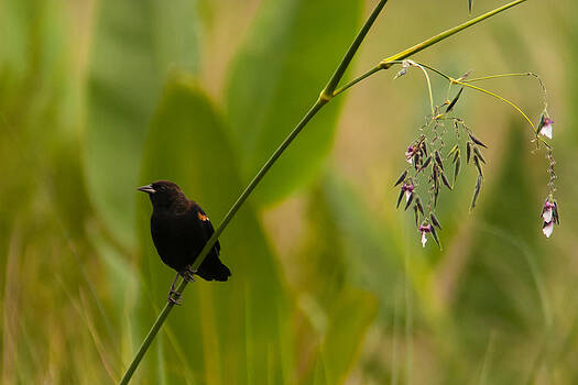 Paul Rebmann - Red-winged Blackbird on Alligator Flag Paul Rebmann - Red-winged Blackbird on Alligator Flag