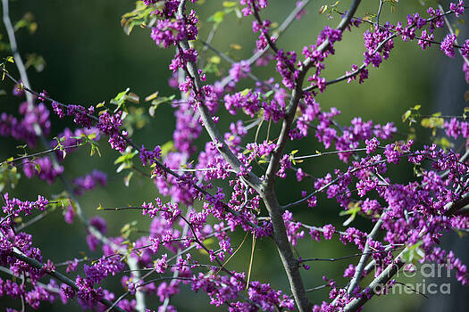 Dale Powell - Redbud Tree Dale Powell - Redbud Tree