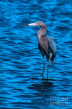 Photos By Cassandra - Reddish Egret Mating Plumage Photos By Cassandra - Reddish Egret Mating Plumage