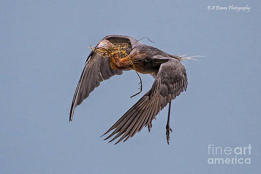 Barbara Bowen - Reddish Egret with nest building Barbara Bowen - Reddish Egret with nest building