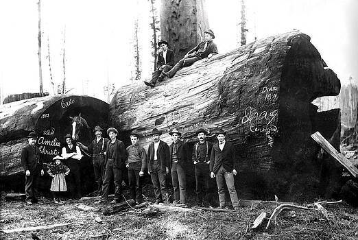 Daniel Hagerman - REDWOOD PARTY 1902 Daniel Hagerman - REDWOOD PARTY 1902