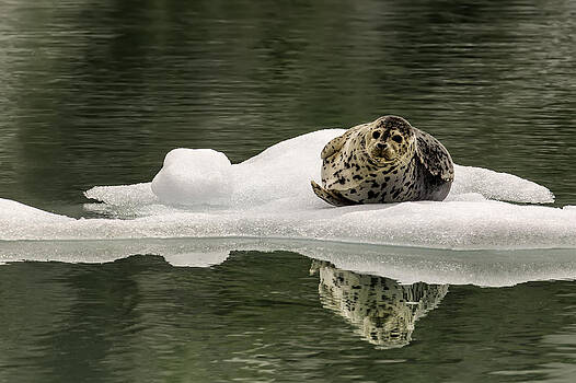 Janet Fikar - Resting on Ice Janet Fikar - Resting on Ice