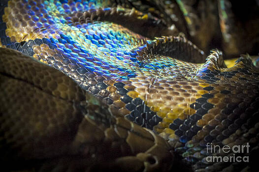 Clare Bambers - Reticulated Python With Rainbow Scales 2 Clare Bambers - Reticulated Python With Rainbow Scales 2