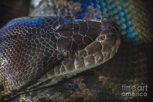 Clare Bambers - Reticulated Python with Rainbow Scales Clare Bambers - Reticulated Python with Rainbow Scales