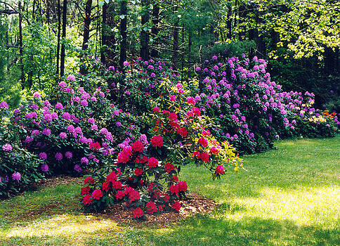 Harold E McCray - Rhododendrons I Harold E McCray - Rhododendrons I