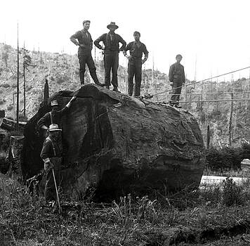 Daniel Hagerman - RIGGING a REDWOOD LOG 1905 Daniel Hagerman - RIGGING a REDWOOD LOG 1905