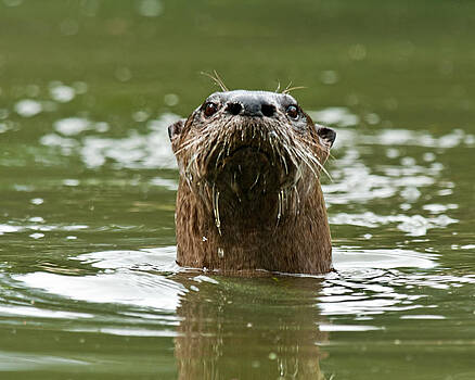 Lara Ellis - River Otter 1 Lara Ellis - River Otter 1