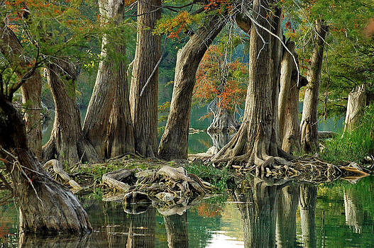 Robert Anschutz - River Road Cypress Robert Anschutz - River Road Cypress