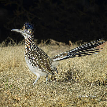 Karen Slagle - Road Runner Karen Slagle - Road Runner
