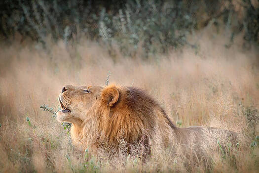 Sylvia J Zarco - Roar of the Kalahari Sylvia J Zarco - Roar of the Kalahari