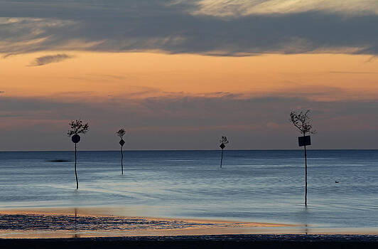 Juergen Roth - Rock Harbor Clam Trees Juergen Roth - Rock Harbor Clam Trees