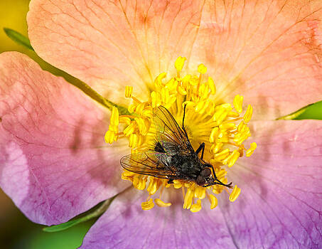 Paul W Sharpe Aka Wizard of Wonders - Rock Rose with a Black Fly Paul W Sharpe Aka Wizard of Wonders - Rock Rose with a Black Fly