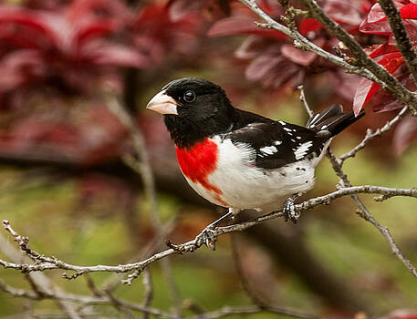 Lara Ellis - Rose- Breasted Grosbeak 1 Lara Ellis - Rose- Breasted Grosbeak 1