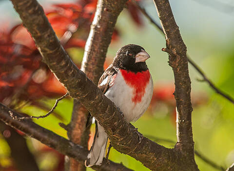 Lara Ellis - Rose-Breasted Grosbeak 3 Lara Ellis - Rose-Breasted Grosbeak 3