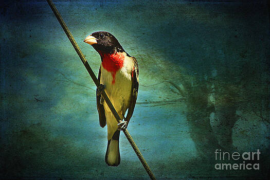 Teresa Zieba - Rose-Breasted Grosbeak Teresa Zieba - Rose-Breasted Grosbeak