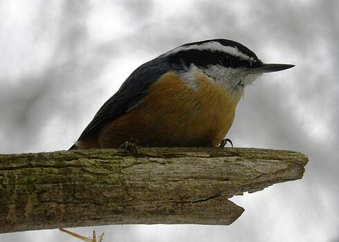 Peggy McDonald - Rose Breasted Nuthatch Peggy McDonald - Rose Breasted Nuthatch