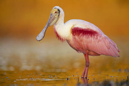 Tim Fitzharris - Roseate Spoonbill in Breeding Plumage Tim Fitzharris - Roseate Spoonbill in Breeding Plumage