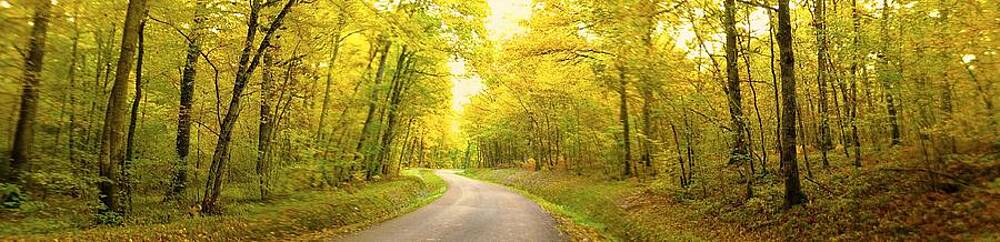 Marc Philippe Joly - route dans la foret jaune Marc Philippe Joly - route dans la foret jaune