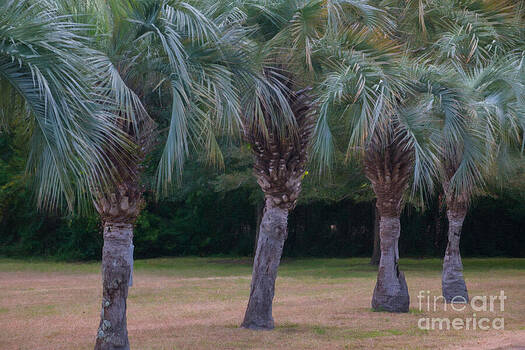 Dale Powell - Row of Pindo Palms Dale Powell - Row of Pindo Palms