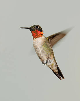 Lara Ellis - Ruby-throated Hummingbird in Flight Lara Ellis - Ruby-throated Hummingbird in Flight