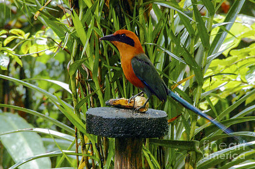 Bob Phillips - Rufous Motmot Bob Phillips - Rufous Motmot