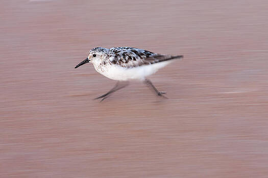 Paul Rebmann - Sanderling On The Run Paul Rebmann - Sanderling On The Run