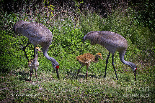 Barbara Bowen - Sandhill Crane Family Barbara Bowen - Sandhill Crane Family