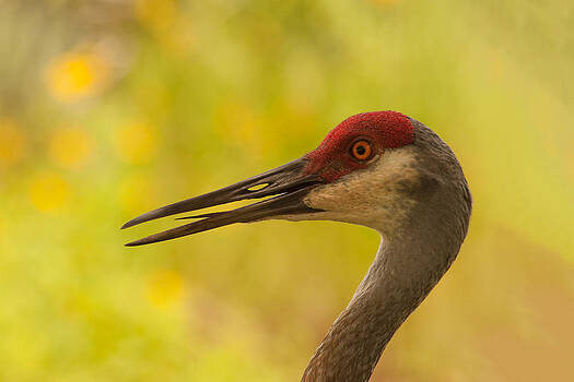 Paul Rebmann - Sandhill Crane Portrait Paul Rebmann - Sandhill Crane Portrait