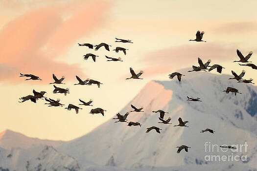 Yva Momatiuk John Eastcott - Sandhill Cranes And Mt Denali At Sunrise Yva Momatiuk John Eastcott - Sandhill Cranes And Mt Denali At Sunrise