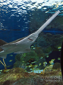 Jill Lang - Sawfish in an Aquarium Jill Lang - Sawfish in an Aquarium