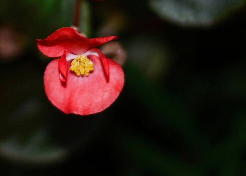 Connie Fox - Scarlet Begonia Connie Fox - Scarlet Begonia