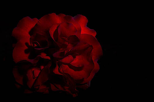 Paul W Sharpe Aka Wizard of Wonders - Scarlett Rose Black Background Paul W Sharpe Aka Wizard of Wonders - Scarlett Rose Black Background