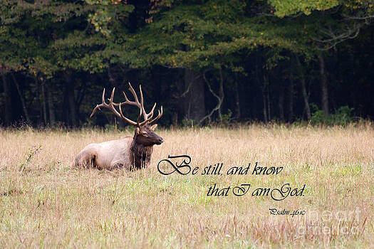 Jill Lang - Scripture Photo with Elk Sitting Jill Lang - Scripture Photo with Elk Sitting