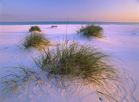 Tim Fitzharris - Sea Oats Santa Rosa Island Tim Fitzharris - Sea Oats Santa Rosa Island