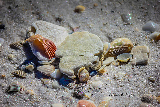 Deborah Hughes - Sea Shells Deborah Hughes - Sea Shells