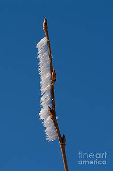Paul Rebmann - Secund Ice Twig Paul Rebmann - Secund Ice Twig