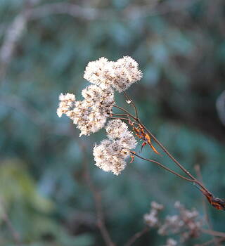 Cathy Lindsey - Seeds of Heath Aster Cathy Lindsey - Seeds of Heath Aster