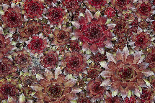 Stephen Barrie - Sempervivum Stephen Barrie - Sempervivum