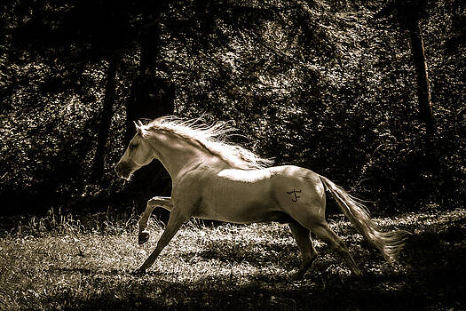 Wes and Dotty Weber - Sepia Stallion Wes and Dotty Weber - Sepia Stallion