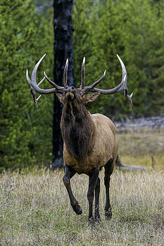 Paul W Sharpe Aka Wizard of Wonders - Seven Point Elk Paul W Sharpe Aka Wizard of Wonders - Seven Point Elk