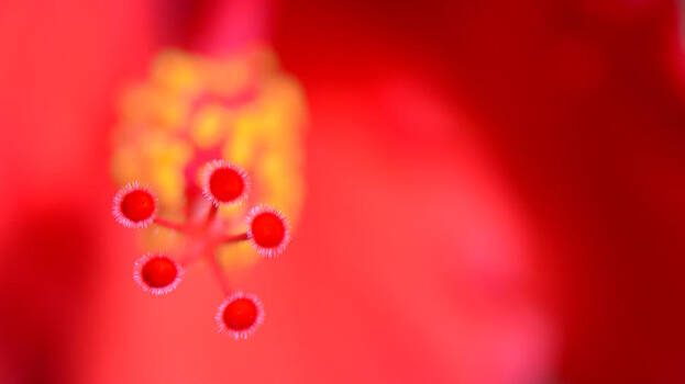 Connie Fox - Shades of Red Abstract Connie Fox - Shades of Red Abstract